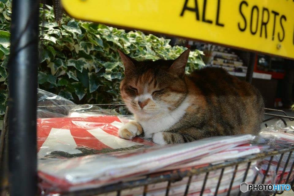 ニャンブツ様