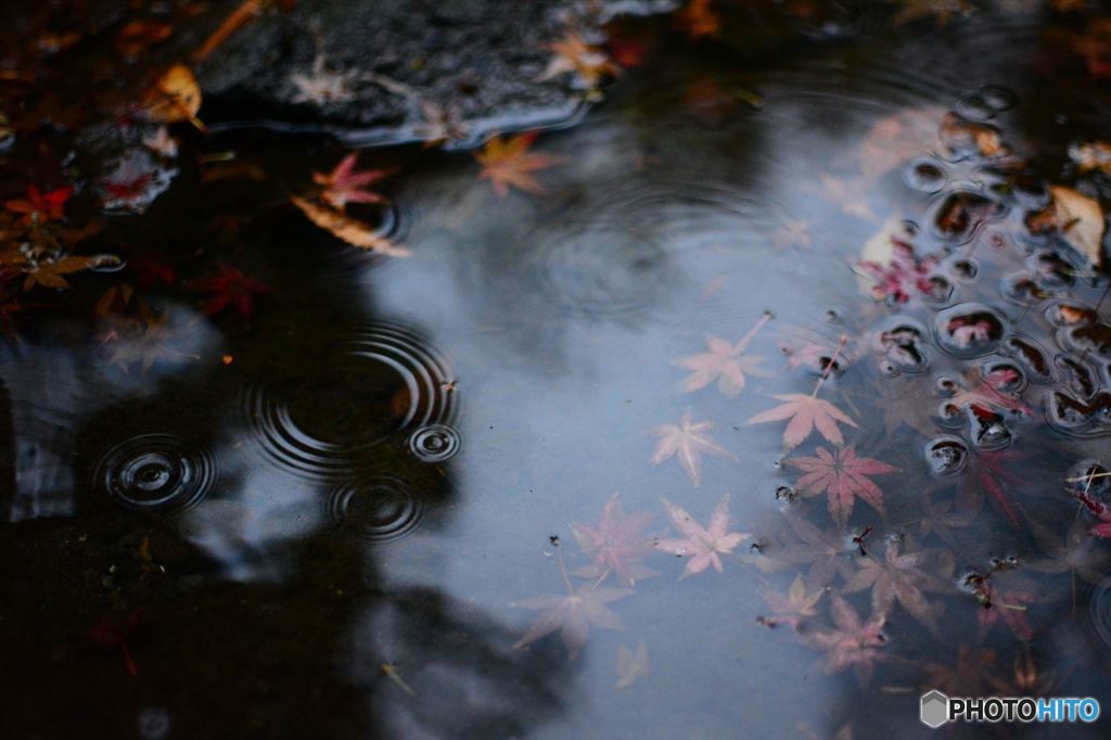 紅葉と波紋（暗）
