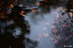 紅葉と波紋（暗）