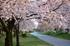 春のサイクリングロード