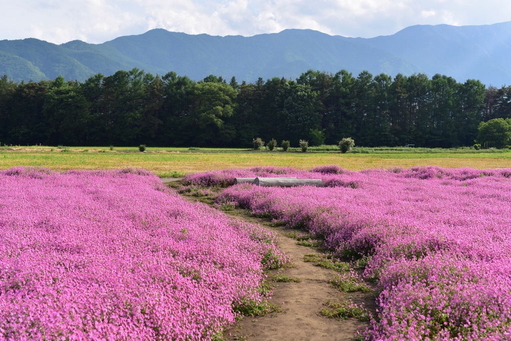 フクロナデシコのある村