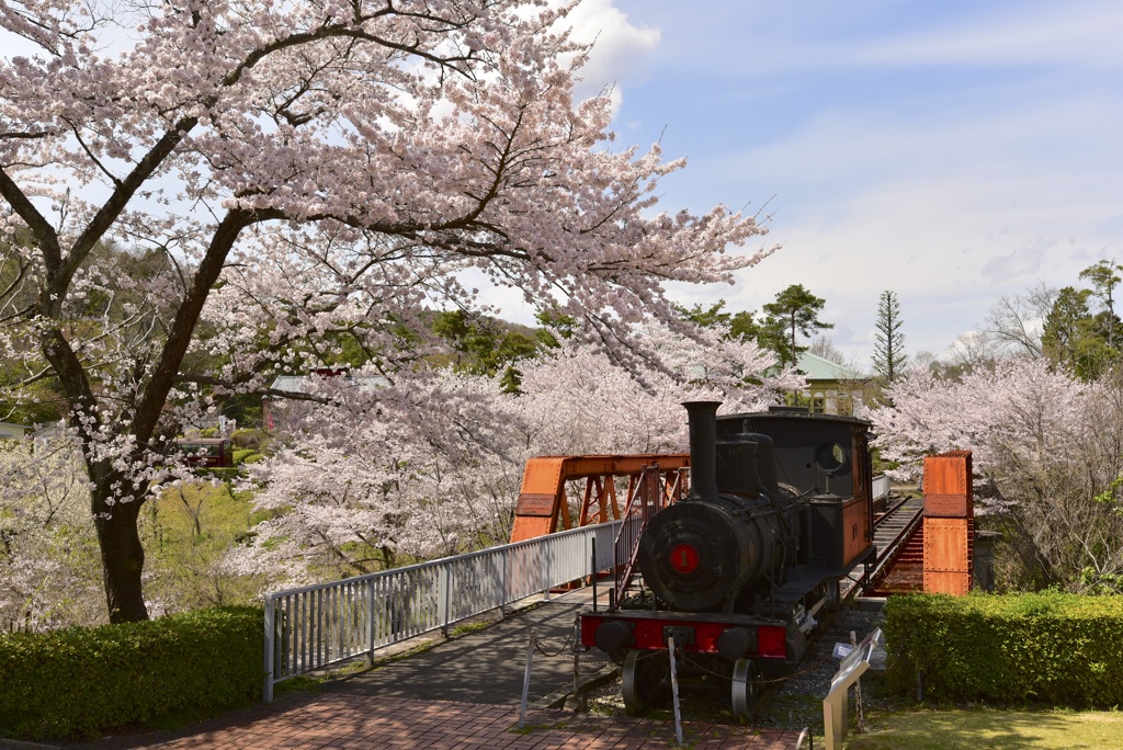 SLと桜
