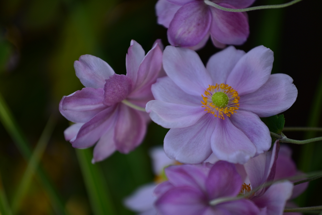 Japanese Anemone