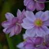 Japanese Anemone