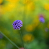 メルヘンの花園へ