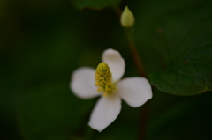 近所の可愛い花