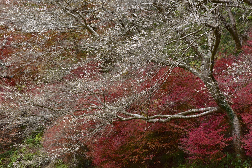 四季桜、乱れ咲き