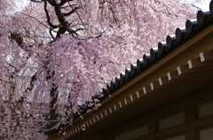 桜満開の京都