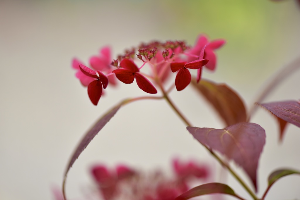 紅の心