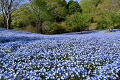 Nemophila on the small hill