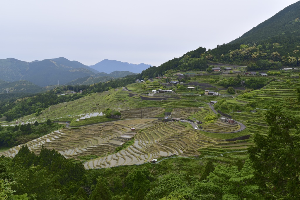 田園風景 - 丸山千枚田