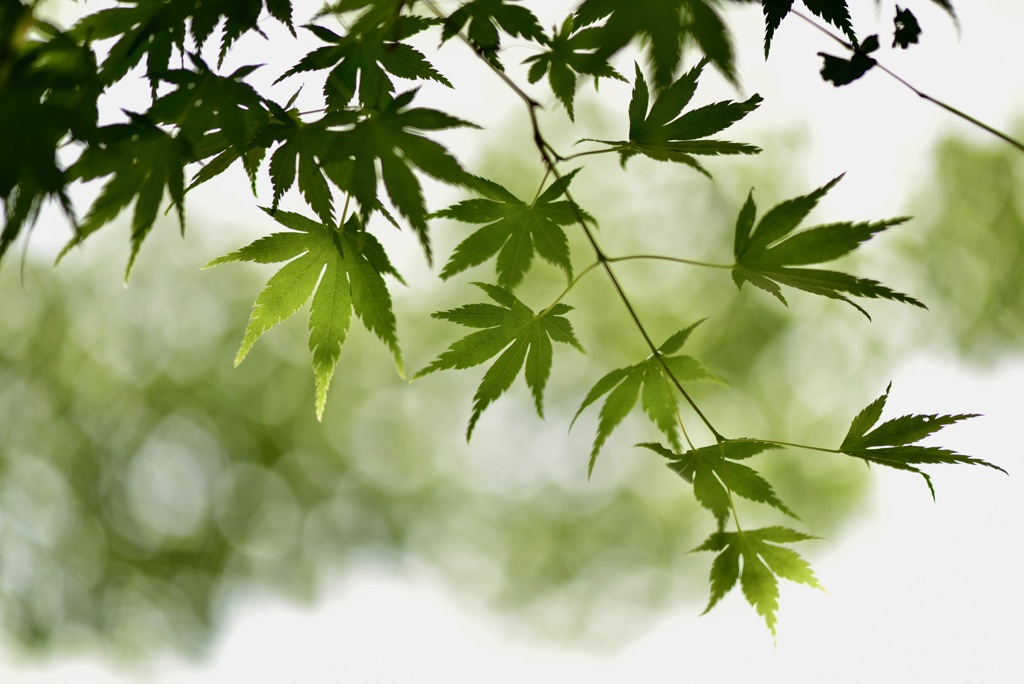 山里の風