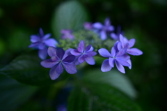 最後の紫陽花６　広角マクロで