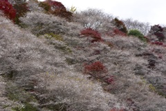 雪見だいふくでもいかがですか？