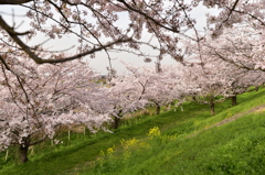 特別な空間　桜と菜の花