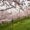 特別な空間　桜と菜の花