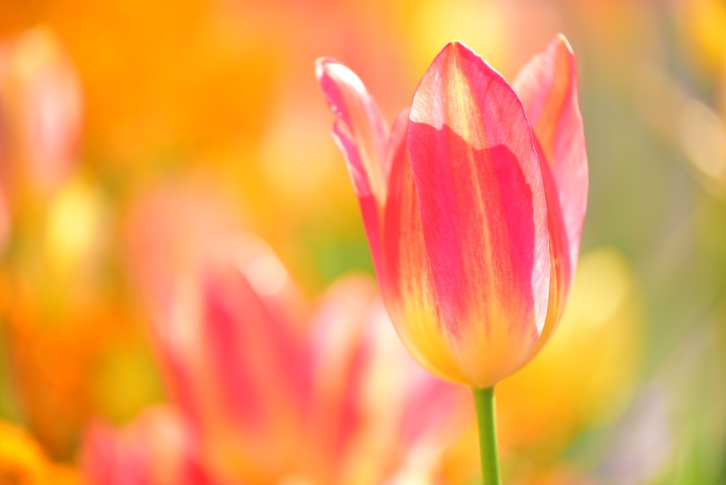 お花の時間