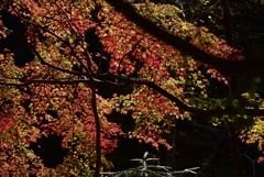 錦光