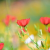 いつもの花園で