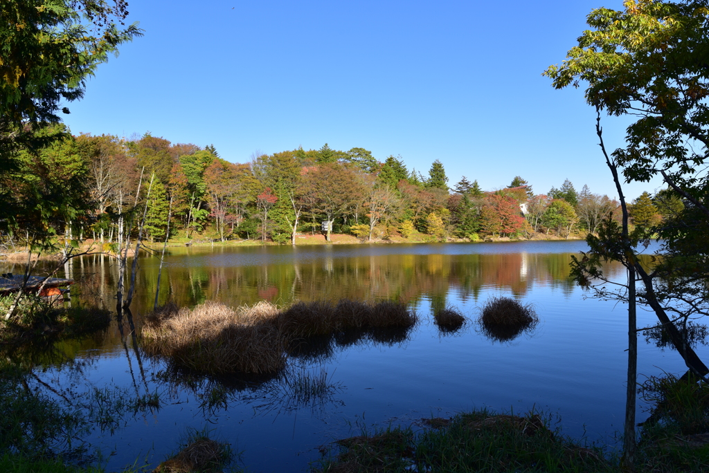 秋の矢筈池