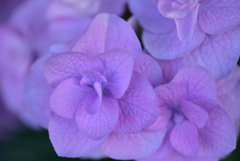 淡紅藤の紫陽花