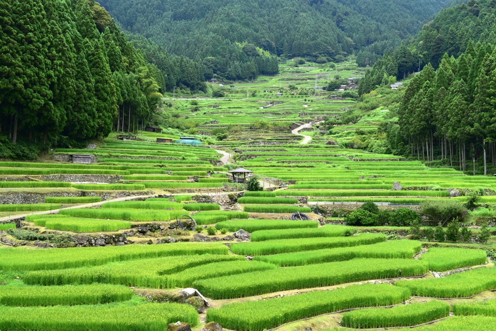 四谷の千枚田