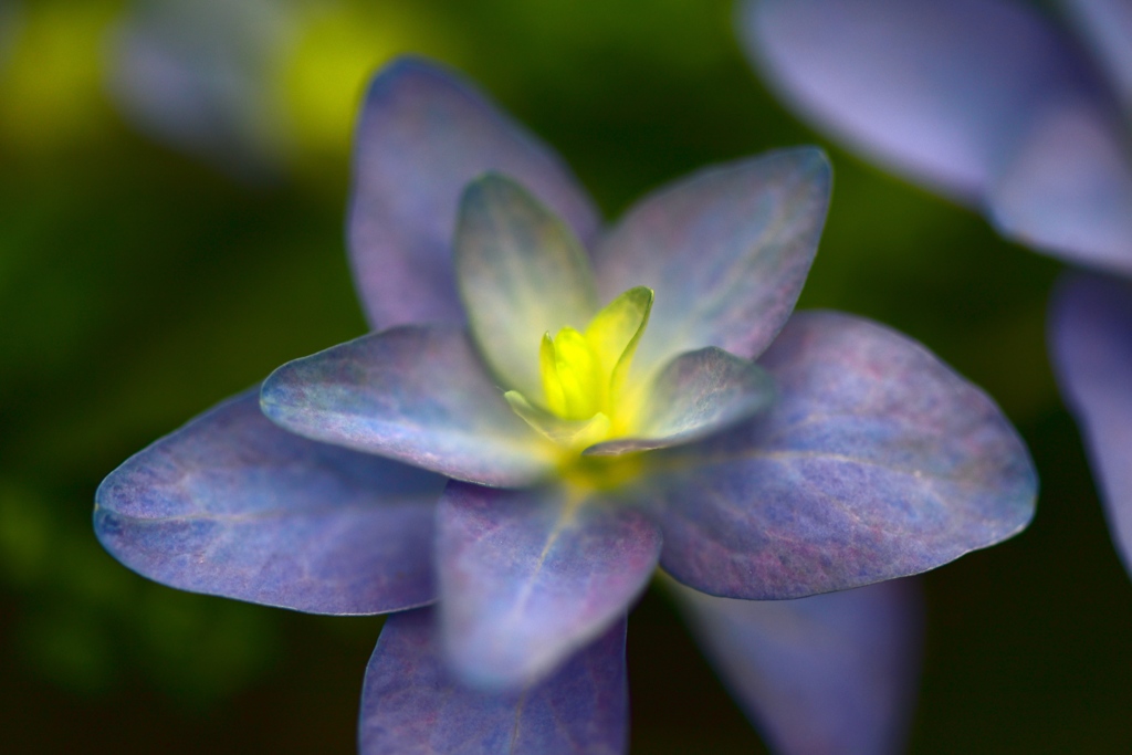 紫陽花の季節１