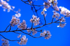 青空と桜