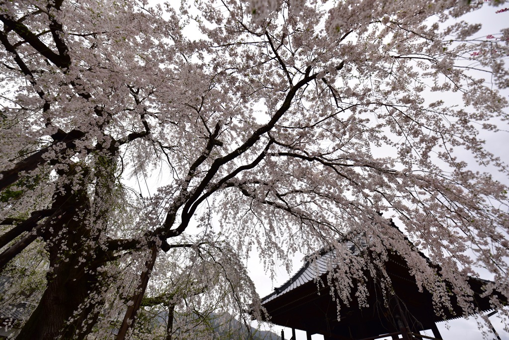 春雨としだれ桜