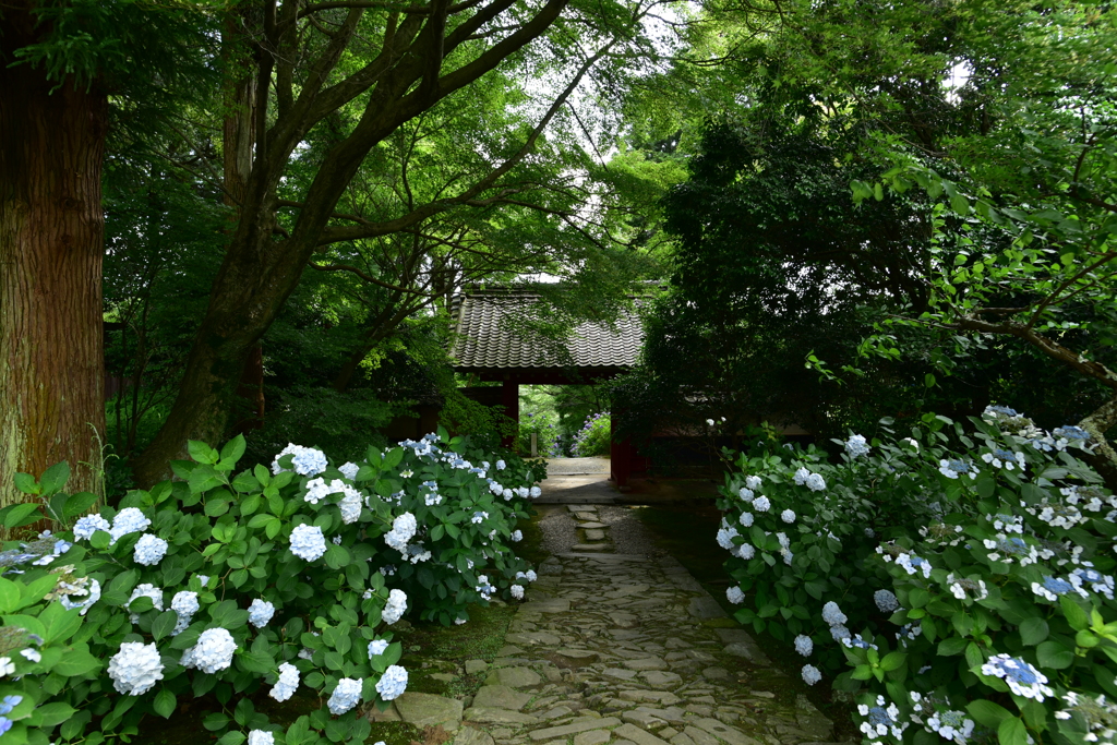 本光寺の紫陽花