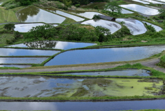 田植えの季節