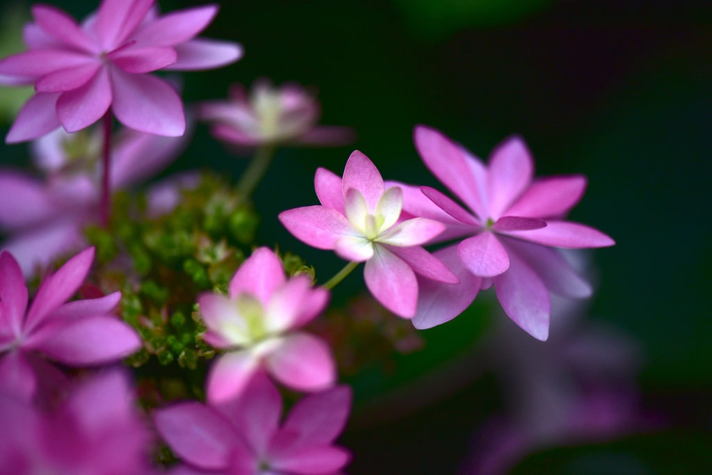 紫陽花への思い３