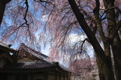 懐かしの京都の春２