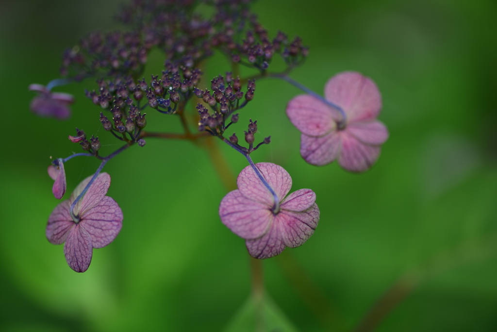 山紫陽花に魅せられて