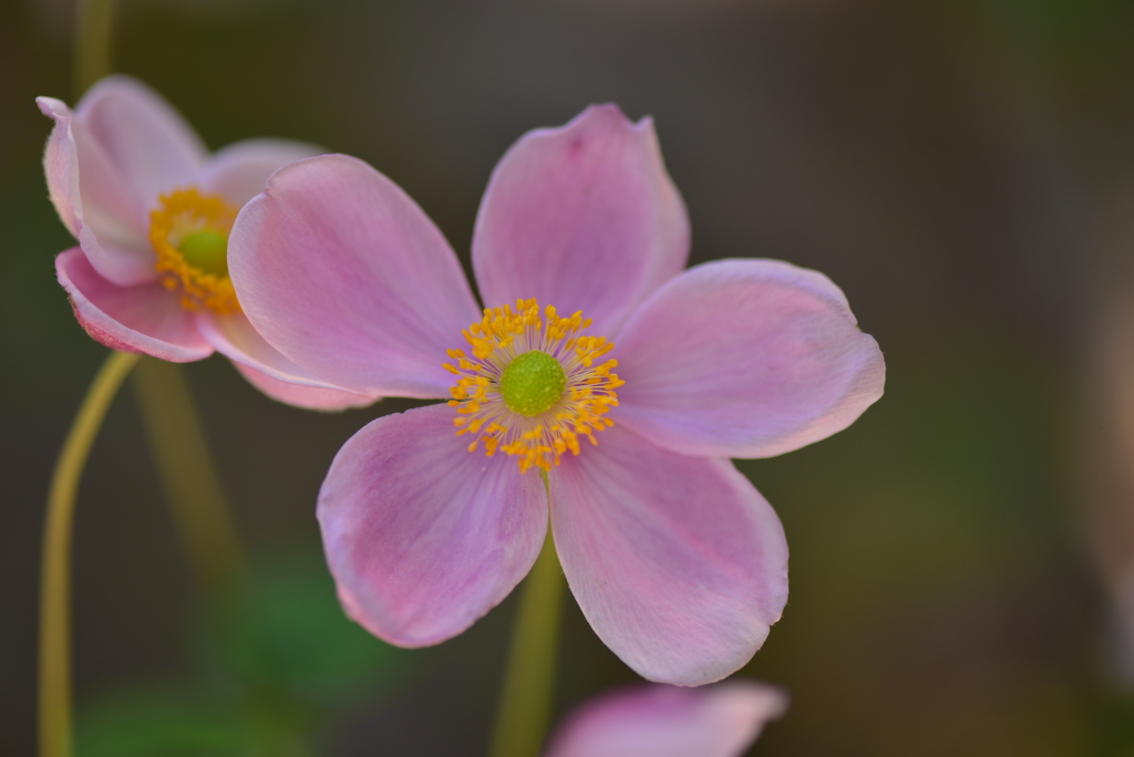Japanese anemone
