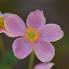 Japanese anemone