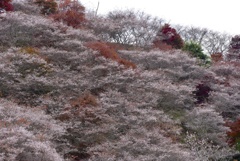 四季桜と紅葉２