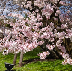 迫力満点　京都の桜