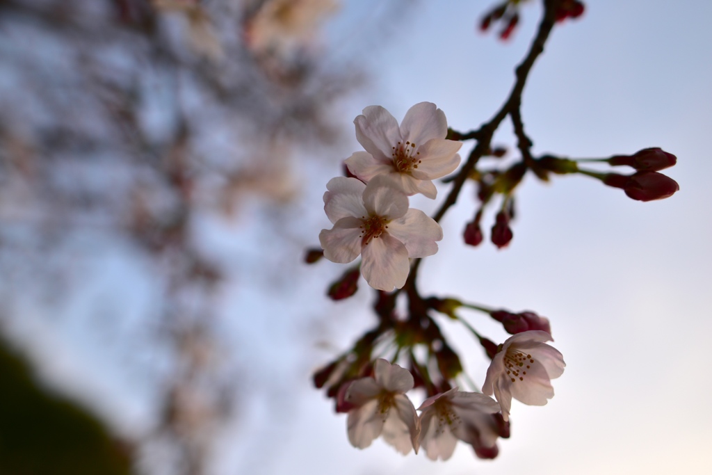 夕暮れ桜