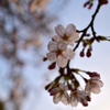夕暮れ桜