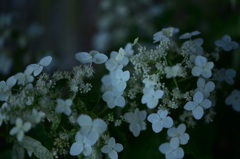 最後の紫陽花３　ひっそりと