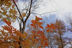 つれない秋の空と紅葉