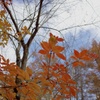 つれない秋の空と紅葉