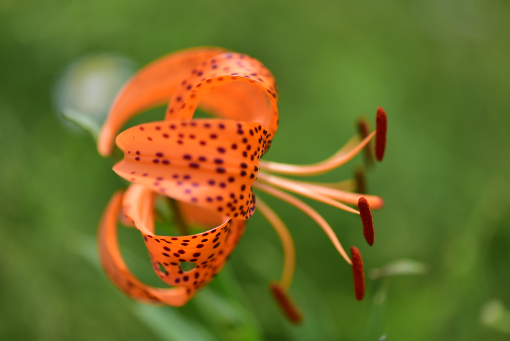 霧ヶ峰に咲くお花たち２