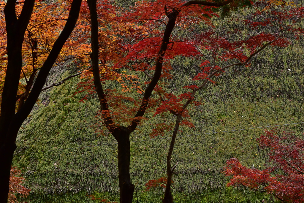 茅葺の苔と紅葉