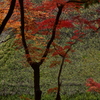 茅葺の苔と紅葉