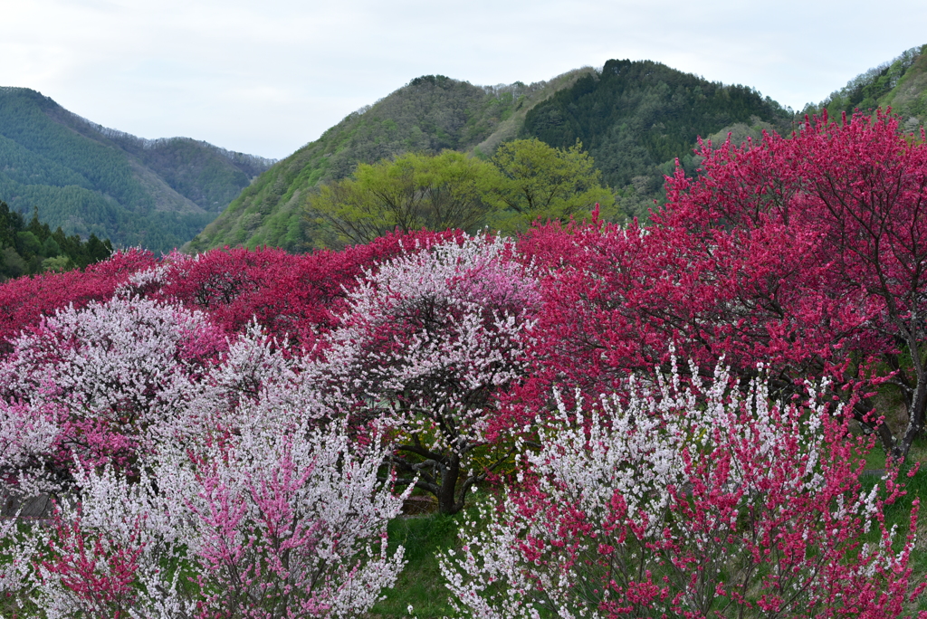 山郷の春