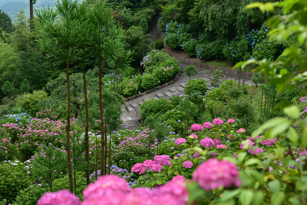 夏の彩り