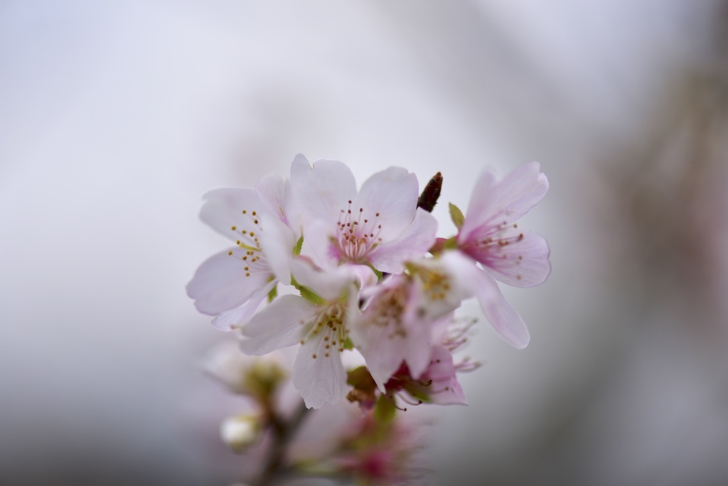 四季桜