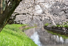 穏やかな春の日差しを浴びて